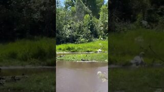 Beautiful swan with its ducky friends