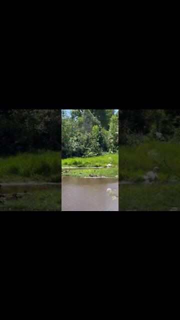 Beautiful swan with its ducky friends