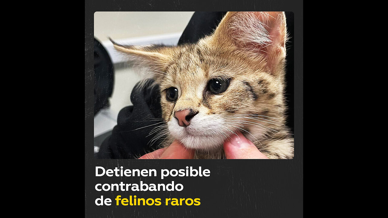 Impiden un intento de contrabando de cachorros de serval africano