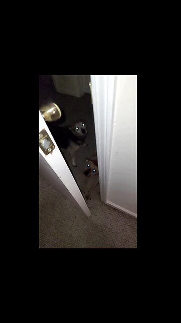 How The Dogs Let Me Know It's Lunchtime