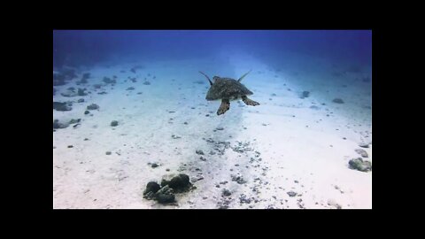 Turtle Swimming In Ocean