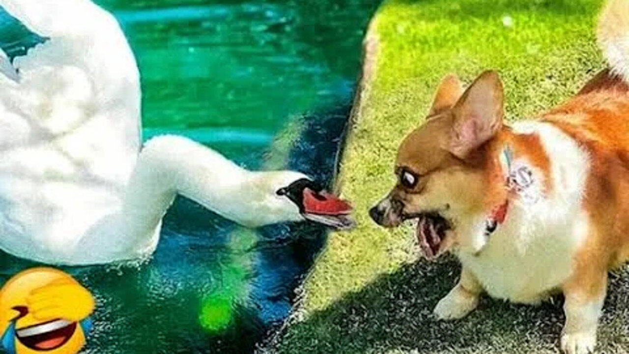 Best Funny Animal Videos 2022 🐶 Funniest Dogs And Cats Videos 😁🤣