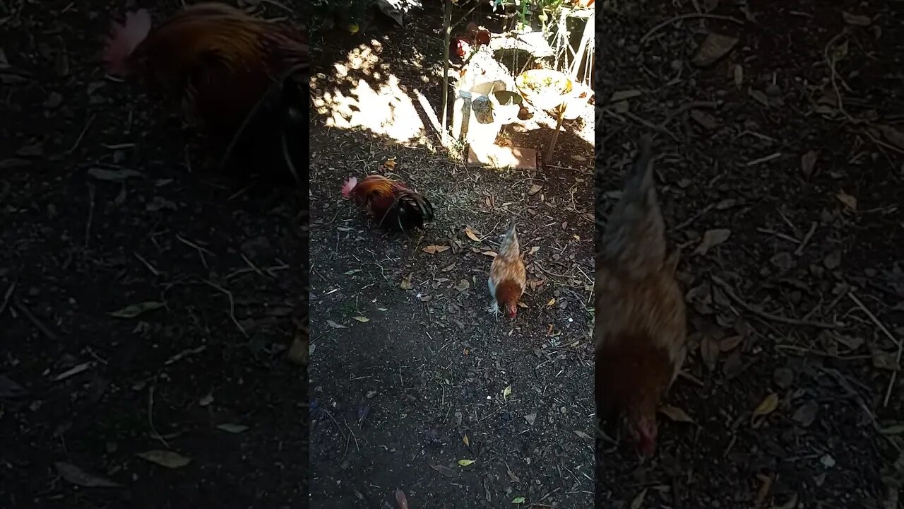 English Gamebird Rooster and a hen 28th July 2021