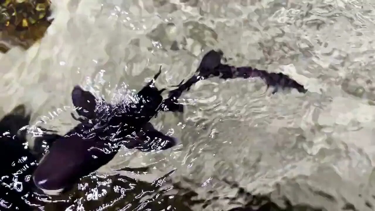 Grey Smooth Hound Shark Species In Underwater