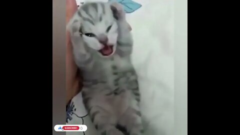 cute cat videos 😹 funny videos 😂1097