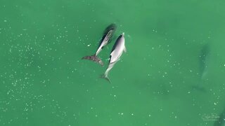 Dolphins at Betka Beach 4k