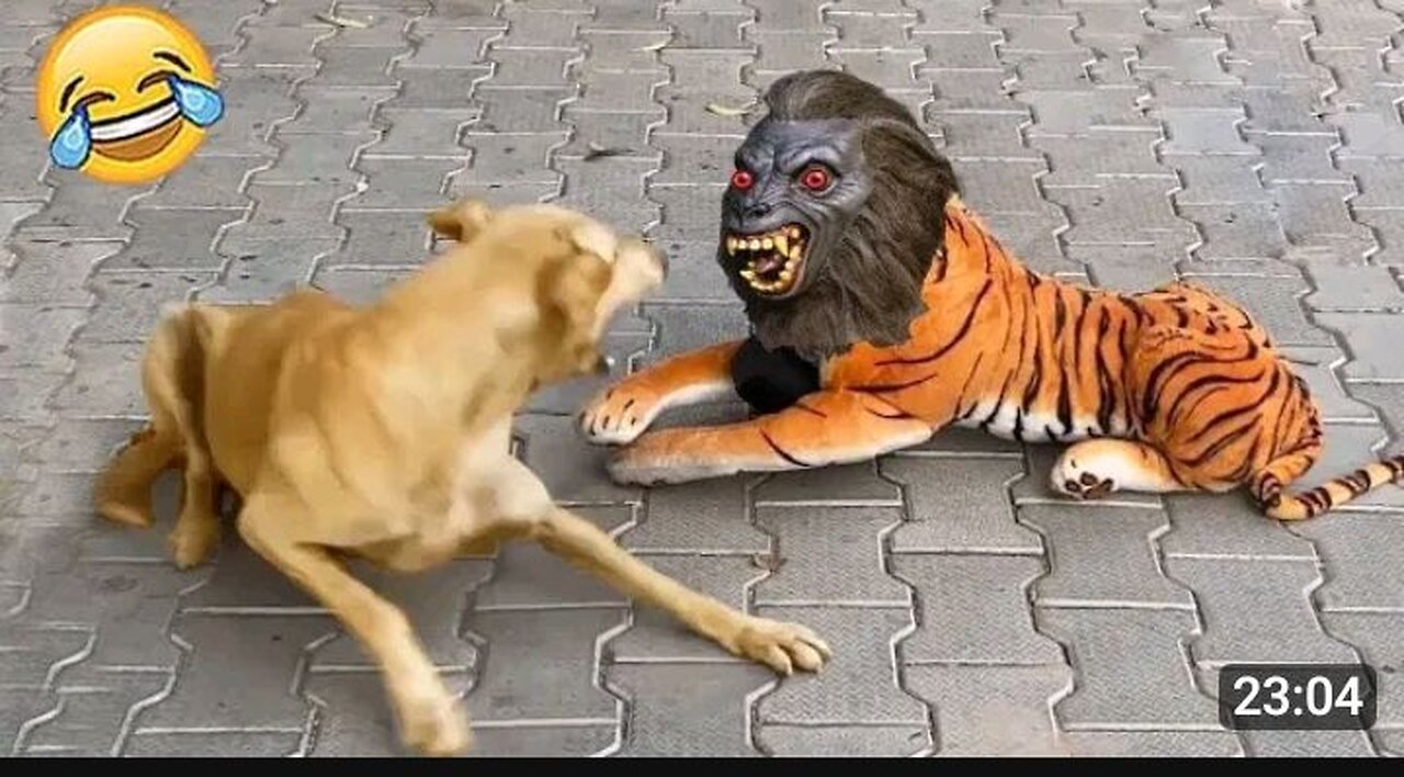 Funny dog and tiger 🐅 vedios