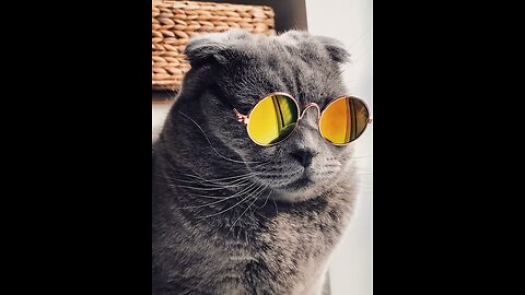 Funny DOG & CAT videos #Shorts🤣 Try not to laugh 🤣 #viral #funny #trending #cat #dog