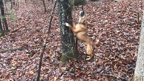 Tree dog