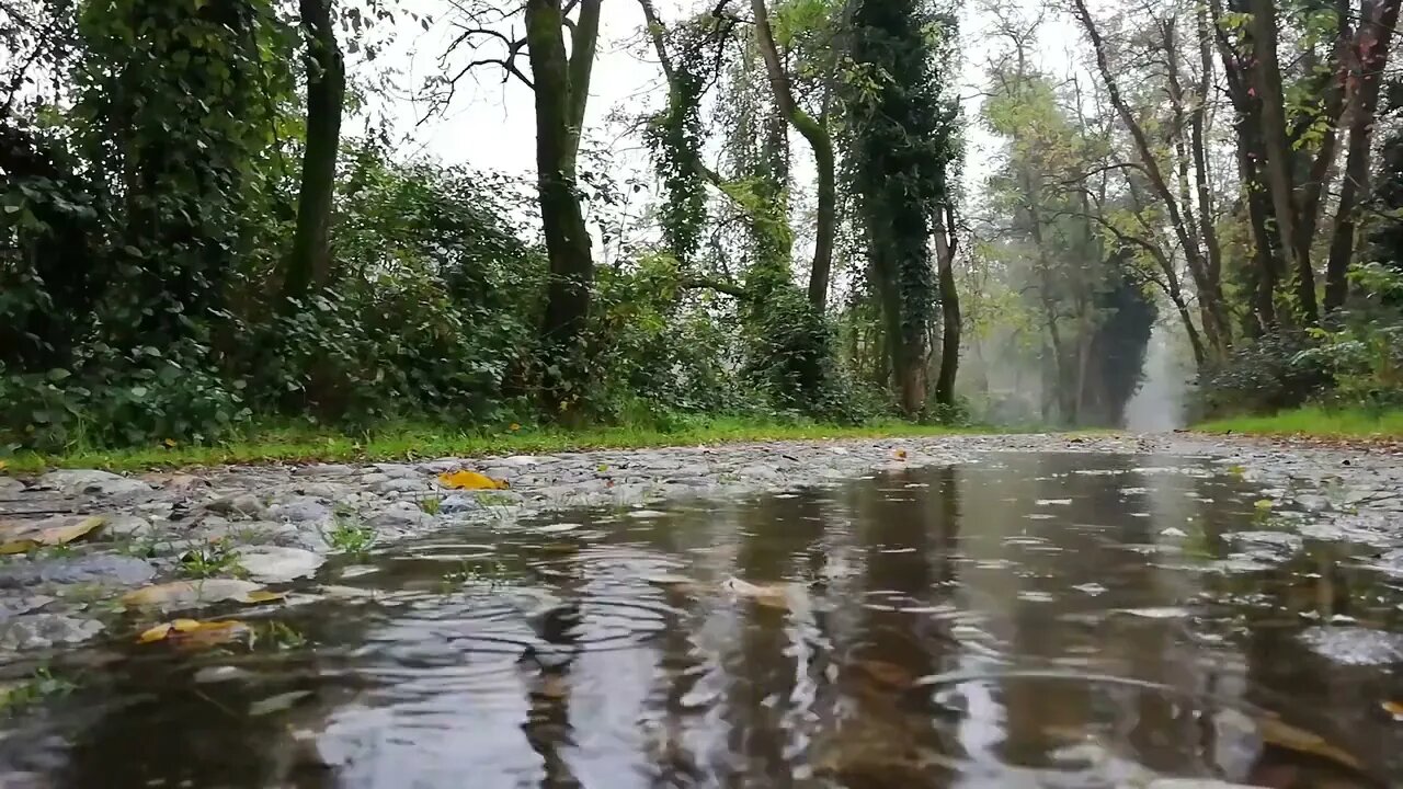 🎧🎼Relaxing noise - Relax nature sounds for studying - Rain sounds to sleep Rainy mood🎼🎧