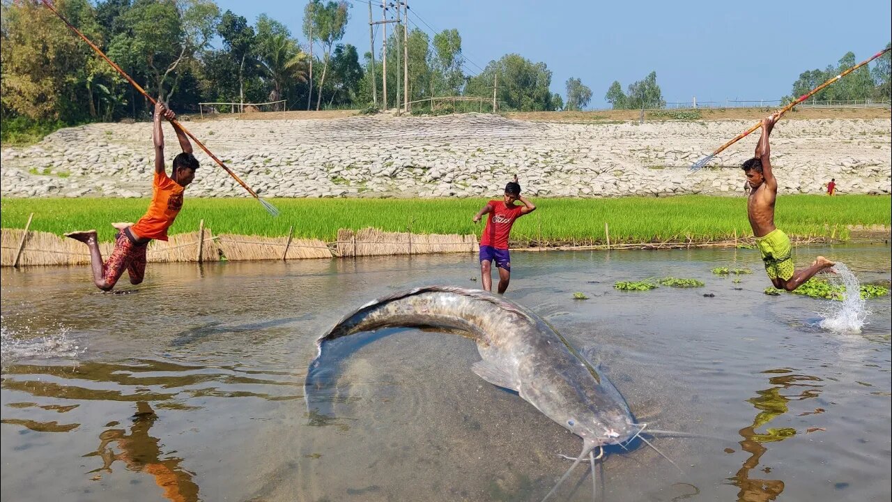 Unbelievable Fish Hunting Moment 🥵 Traditional Village Group Fishing Video Mast Dhara Video 😓