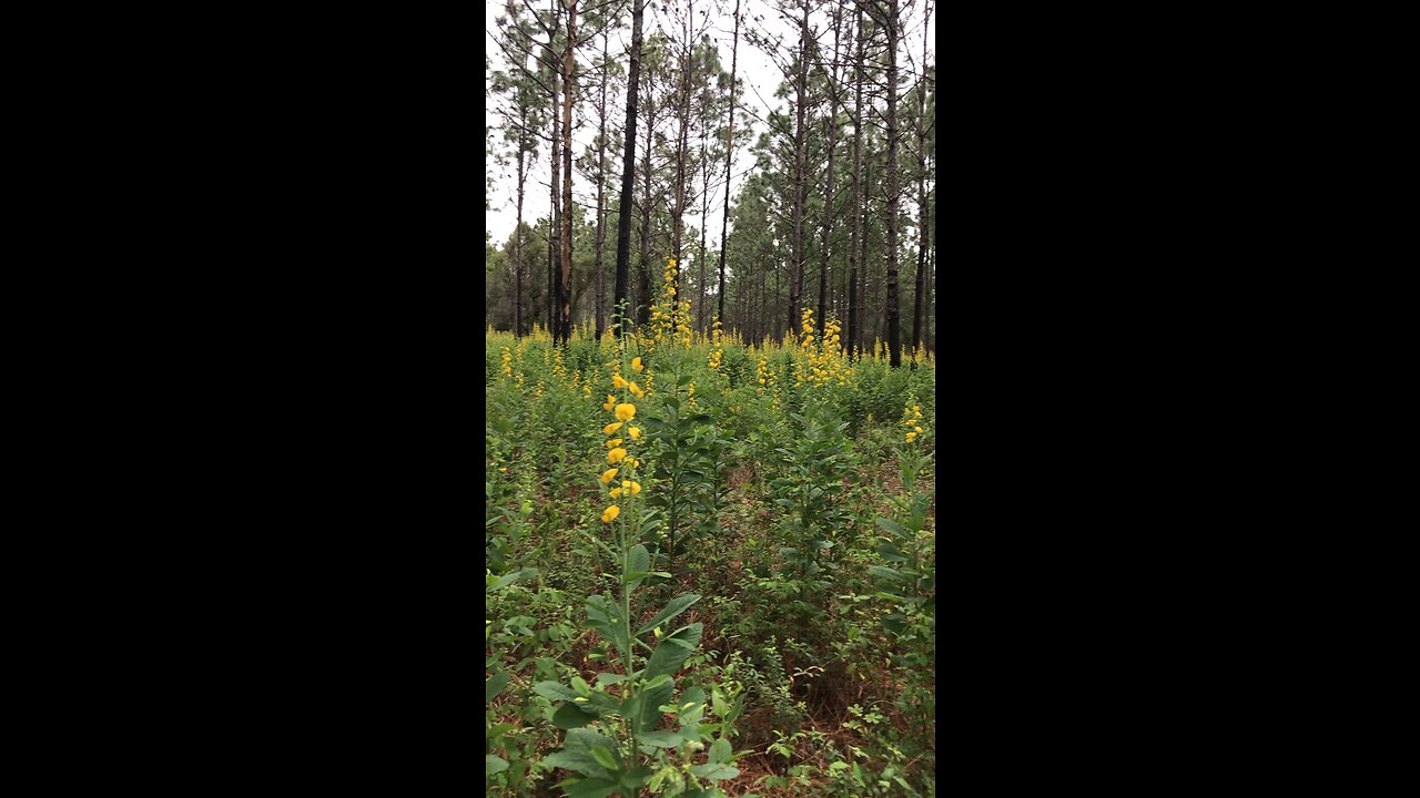 Rattlebox or Cats Bell Wild Flowers 💐