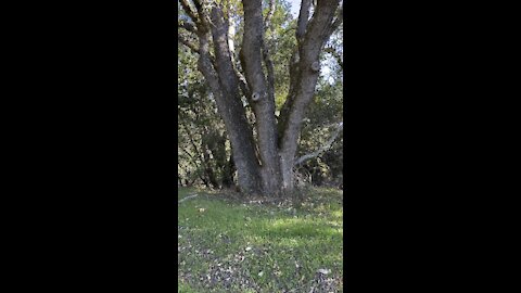 7 Trunks from 1 Stump