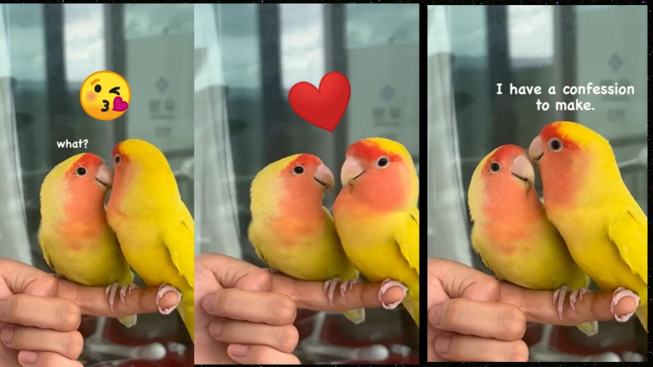 Romantic Parrot couple, so cute😍🥺