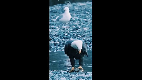 Eagle 🦅🥰🥰🥰
