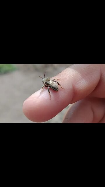 Espécie de abelha nova? #Nordeste