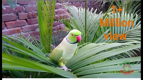 Parrot Ki Avaz