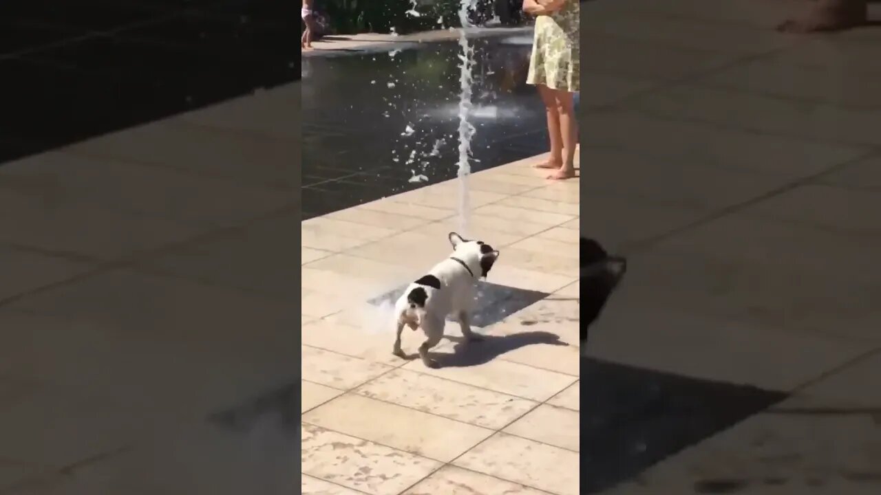 This is so funny and adorable 🤩🤩 the dog didn’t see it coming