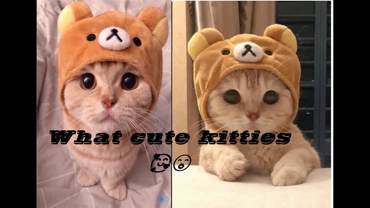 A very cute kitten. I love it.