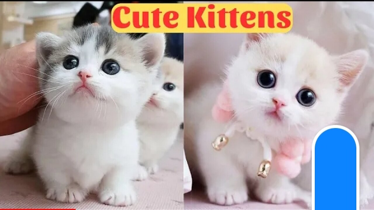 Cute Baby Cats - Cute and Funny Cat Videos Compilation 2023 - Part 1