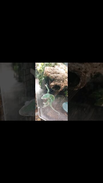 pitcher plant and chameleon at museum