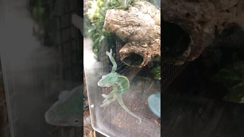 pitcher plant and chameleon at museum