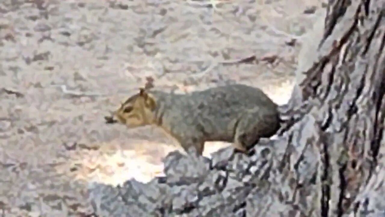 White Tail Squirrel