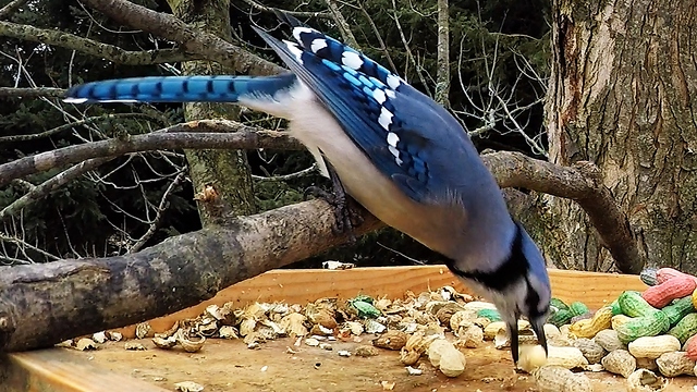 Indecisive blue jay struggles to choose peanut, then brings it back