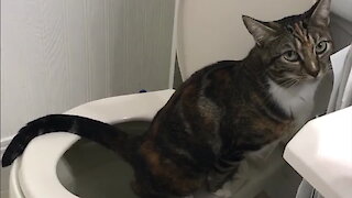 Kitty Toilet Trains Herself, Totally Surprises Her Family