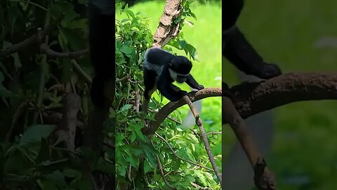 Colobus Monkey Chase #shorts #short