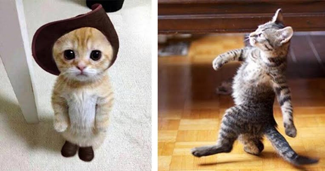 Funny animal dog and cat 😺