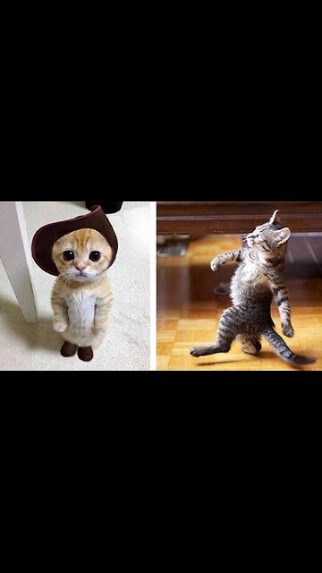 Funny animal dog and cat 😺