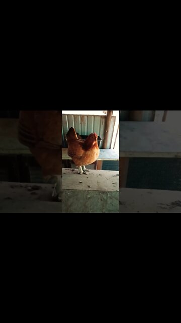 Forest is off her eggs