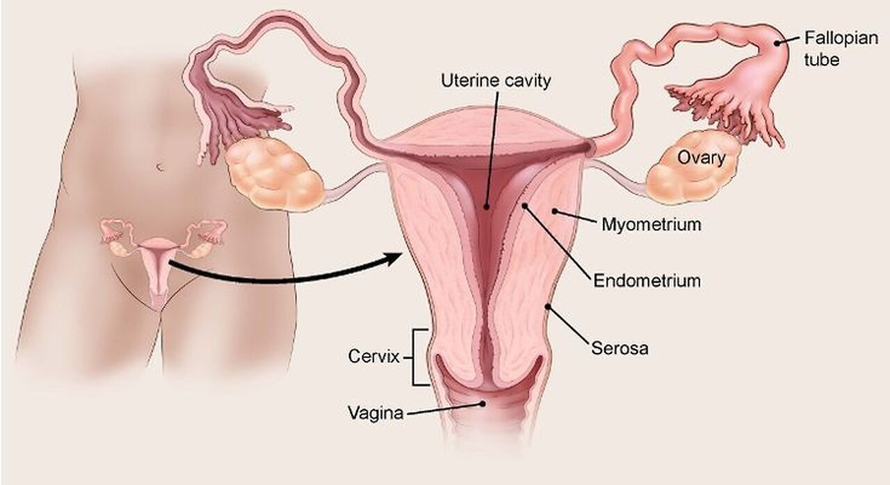 Female Reproductive system