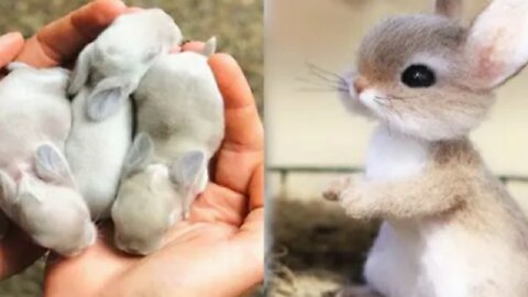 AWW SO CUTE!!! Cutest baby animals Videos Compilation Cute moment of the Animals