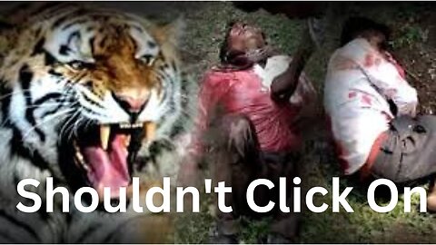 6 Tiger Encounters You Shouldn't Click On