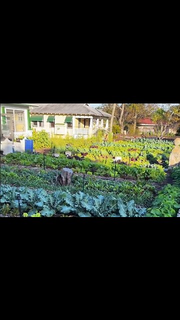 He Makes Thousands Per Month Growing Food In His Yard - HaloNews
