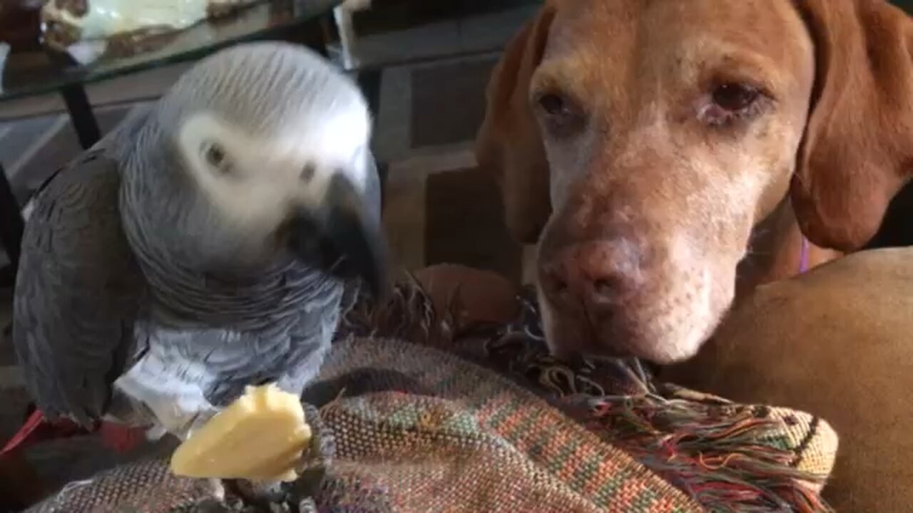 Waco begging