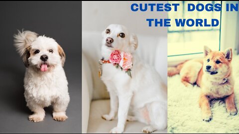 Cute Dogs - Cute and funny dogs videos compilations..| Cuty animals...