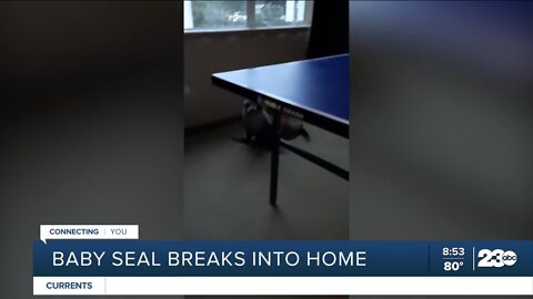 Baby seal breaks into home