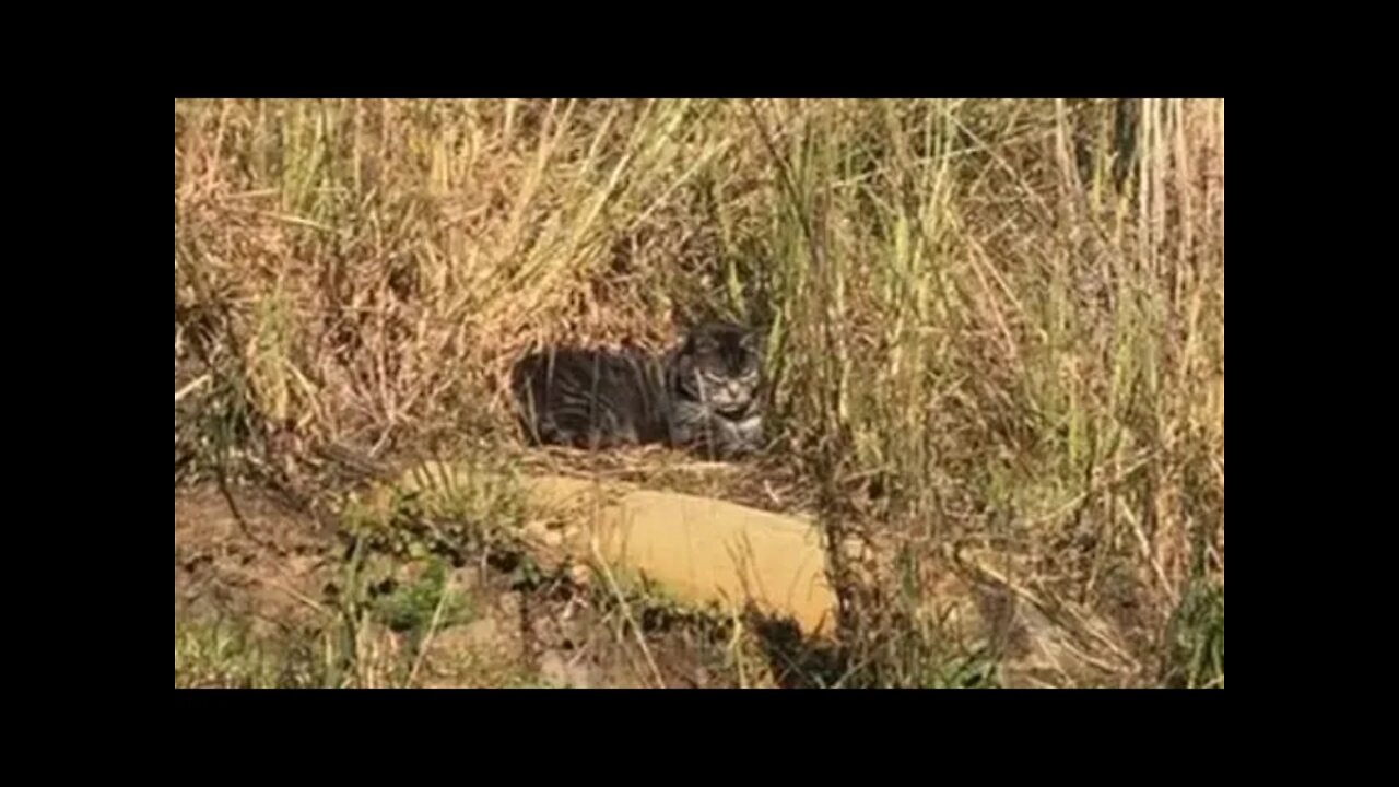 Anubis the cat enjoying the sun in the horse paddock, reasonably camouflaged