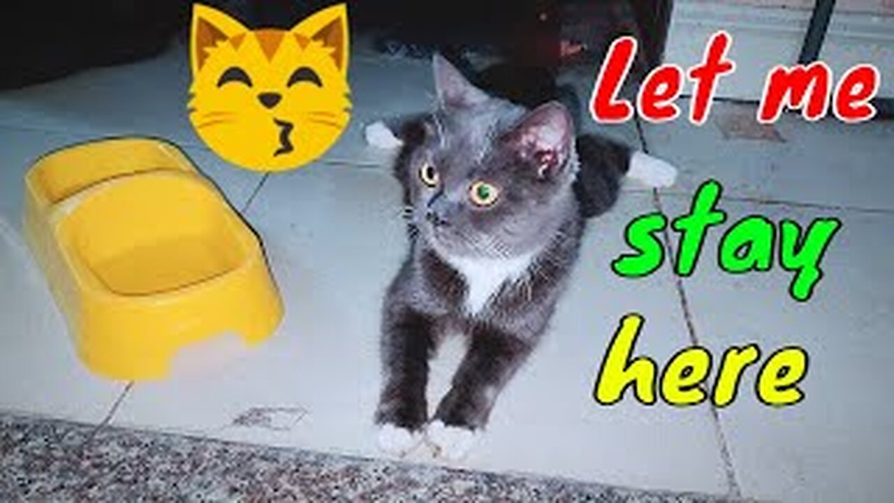 Hungry Stray Female Cat Entering Our House Asking For Food Midnight 2 | Viral Cat