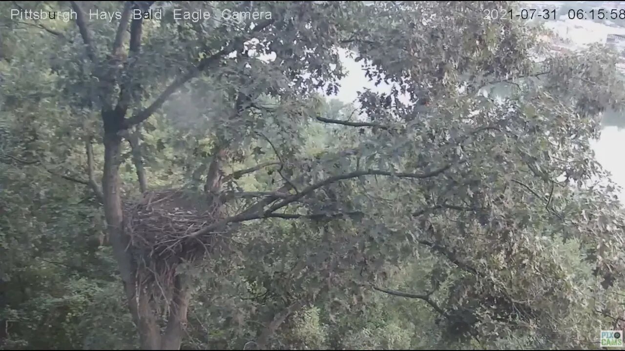 Hays Eagles Juvenile visits the nest for a few minutes 2021 07 31 6:15AM