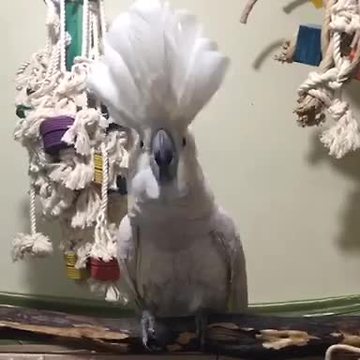 Cockatoo headbands ever time she hears tapping
