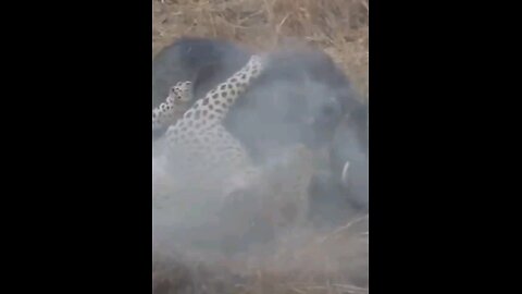 Battle Royale Epic Leopard Vs Fearless Warthog Showdown