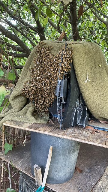 Pillar rescue swarm moved into cat carrier.