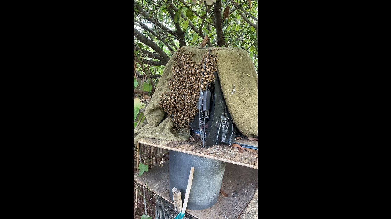 Pillar rescue swarm moved into cat carrier.