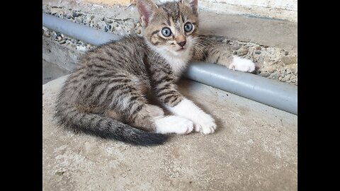 Funny kitten going wild while playing.