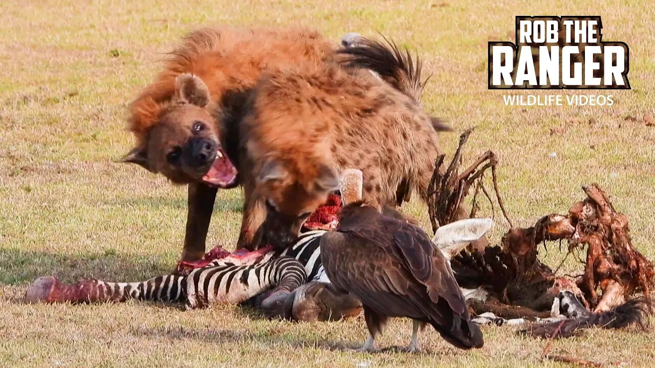 Zebra Feast For Hyenas | Maasai Mara Safari | Zebra Plains