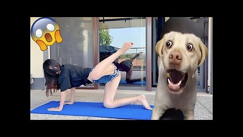 Funniest Animals Video - Funny Dogs And Cats - Try Not To Laugh Animals 2023